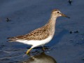 Bécasseau tacheté - Calidris melanotos _ Amérique nord ou Sibérie