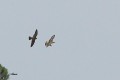 Balbusard pêcheur - Pandion haliaetus _ chassé par le Pèlerin