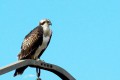 Balbusard pêcheur - Pandion haliaetus