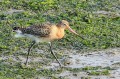 Barge à queue noire - Limosa limosa