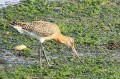 Barge à queue noire - Limosa limosa