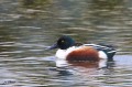 Canard souchet - Anas clypeata _ mâle