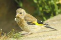 Chardonneret élégant - Carduelis carduelis _ juvénile