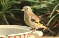 Chardonneret élégant - Carduelis carduelis _ juv