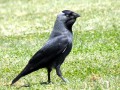 Choucas des tours - Corvus monedula _ gosier bien rempli
