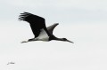 Cigogne noire - Ciconia nigra _ juvénile