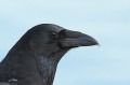Corneille noire _ détail du bec