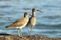 Courlis corlieu - Numenius phaeopus