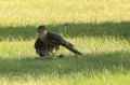 Epervier d‘Europe - Accipiter nisus