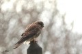 Faucon crécerelle - Falco tinnunculus