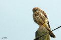 Faucon crécerelle - Falco tinnunculus