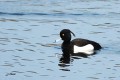 Fuligule morillon - Aythya fuligula