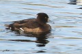 Fuligule morillon - Aythya fuligula