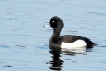 Fuligule morillon - Aythya fuligula