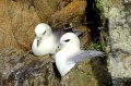 Fulmar boréal - Fulmarus glacialis