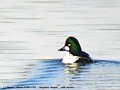 Garrot à œil d‘or - Bucephala clangula _mâle