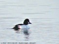 Garrot à œil d‘or - Bucephala clangula _♂