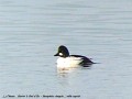 Garrot à œil d‘or - Bucephala clangula _ ♂