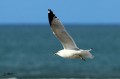 Goéland à bec cerclé - Larus delawarensis