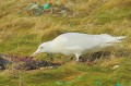 Goéland bourgmestre - Larus hyperboreus