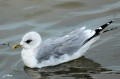 Goéland cendré - Larus canus