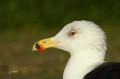 Goéland marin - Larus marinus