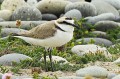 Gravelot à collier interrompu - Charadrius alexandrinus _ mâle