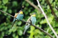 Guêpier d‘Europe - Merops apiaster