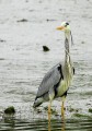 Héron cendré - Ardea cinerea