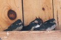 Hirondelles rustiques - Hirundo rustica _juste sorties du nid