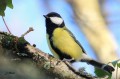 Mésange charbonnière - Parus major