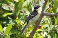 Mésange charbonnière - Parus major _ juvénile