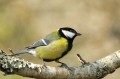 Mésange charbonnière - Parus major