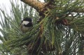 Mésange noire - Periparus ater
