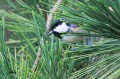 Mésange noire - Periparus ater
