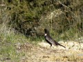 Merle à plastron - Turdus torquatus