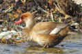 Nette rousse - Netta rufina