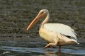 Pélican blanc - Pelecanus onocrotalus