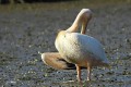 Pélican blanc - Pelecanus onocrotalus