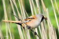 Panure à moustache - Panurus biarmicus