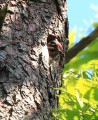 Pic épeiche - Dendrocopus major _ juvénile