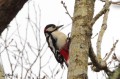 Pic épeiche - Dendrocopus major