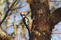 Pic mar - Dendrocopos medius