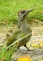 Pic vert - Picus viridis _ mâle juvénile