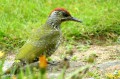 Pic vert - Picus viridis _ mâle juvénile