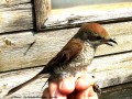 Pie-grièche écorcheur - Lanus collurio _ femelle