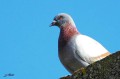 Pigeon biset domestique - Columba livia