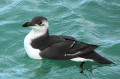 Pingouin torda - Alca torda