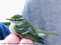 Pouillot à grand sourcil - Phylloscopus inornatus