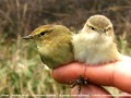 Pouillots véloce- Phyloscopus collybita_ comparaison avec abietinus
